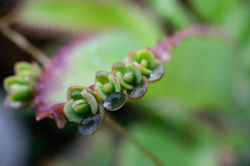 多肉植物に水滴 多肉植物,子宝草,葉の写真素材