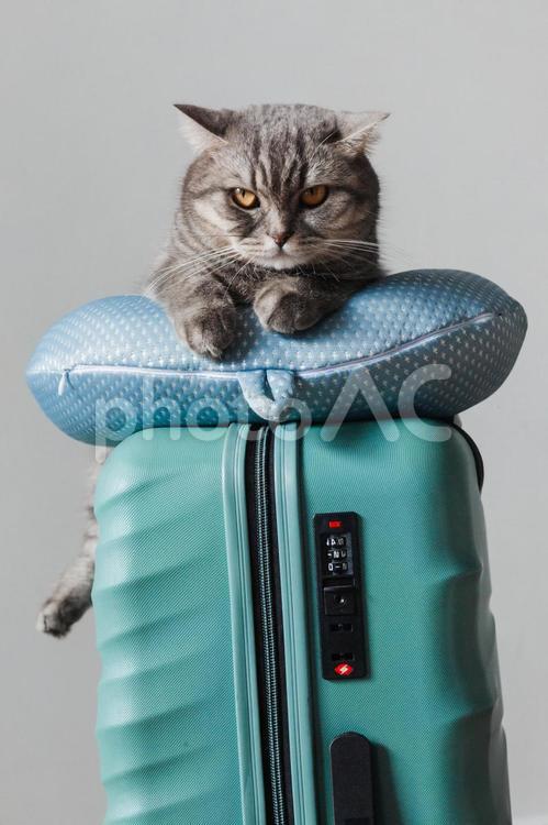 カメラ目線の猫 猫,ネックピロー,水色の写真素材