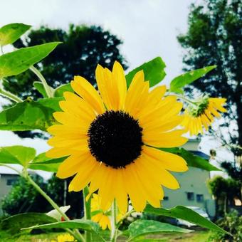 庭に咲く向日葵(ひまわり)の花 庭に咲く向日葵(ひまわり)の花の写真