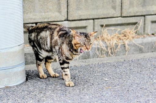 猫 ねこ,ネコ,散策の写真素材