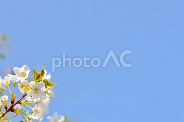 桜と青い空 桜と青い空 桜,青空,サクラの写真素材