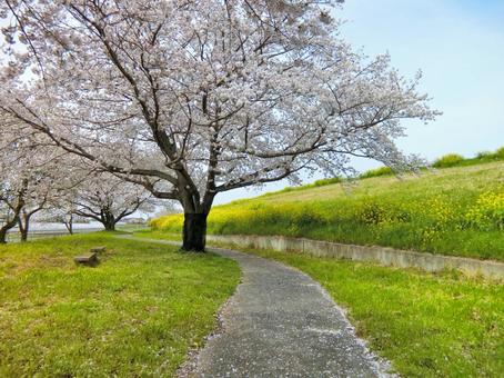 桜06：誰もいない桜と菜の花の土手 春,桜,菜の花の写真素材