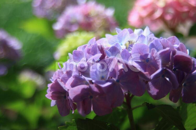 北潟湖畔の紫陽花 紫陽花,薄紫,ピンクの写真素材