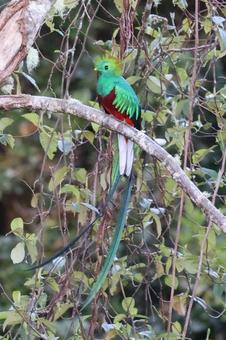 ケツァール　コスタリカ　鳥　鳥類　幻の鳥 ケツァール,コスタリカ,世界一美しい鳥の写真素材