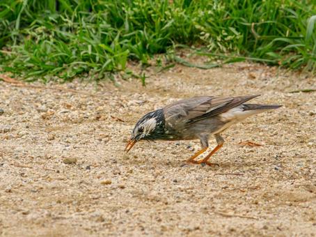 Starling walking on the ground, JPG Starling walking on the ground, JPG