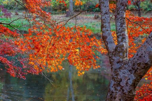 紅葉の秋 もみじ,カエデ,楓の写真素材