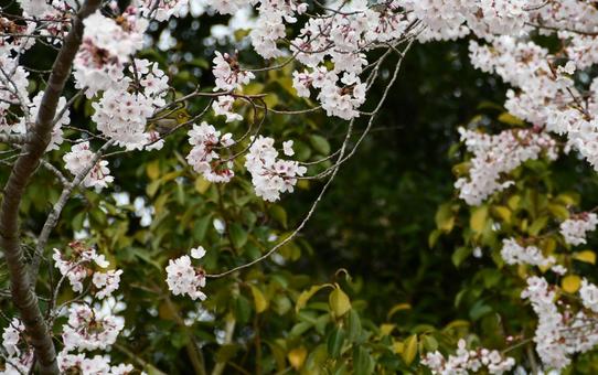 桜の枝にとまるメジロ 桜,サクラ,花の写真素材