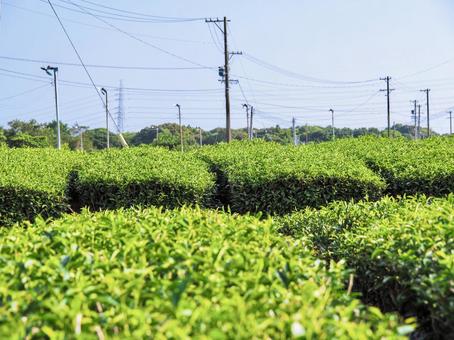 茶畑 茶畑の写真