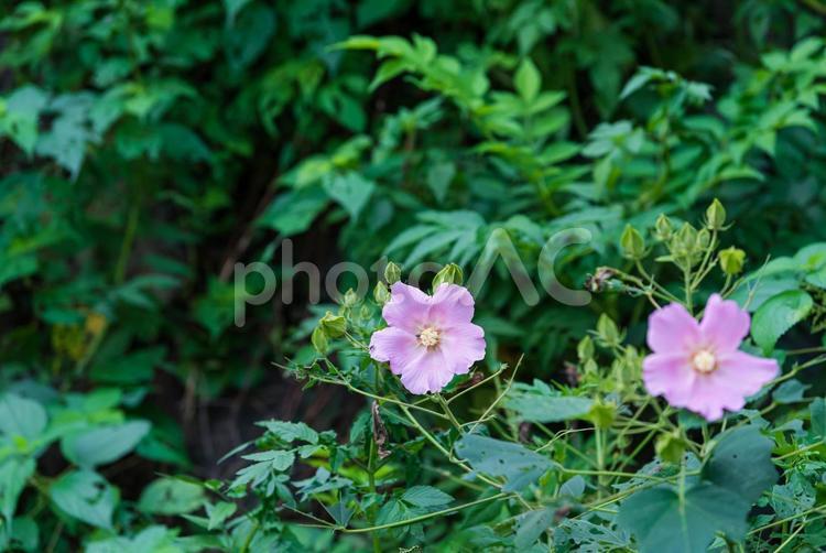 河川敷で咲く美しいフヨウの花 フヨウ,木花,花の写真素材