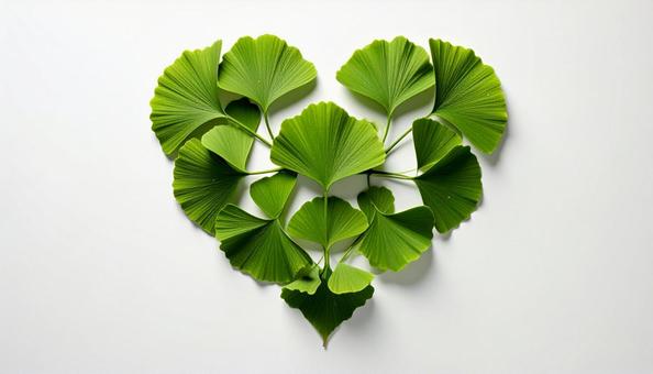 イチョウの緑の葉 イチョウの緑の葉の写真
