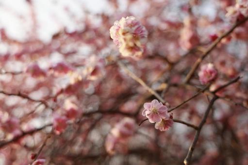 Photo, plum, spring, pink, 