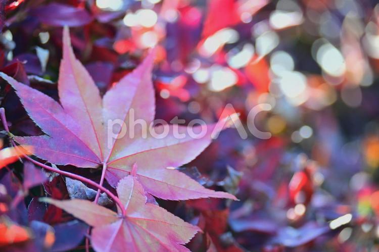 赤く色づくもみじの葉のクローズアップ もみじ,紅葉,色づきの写真素材