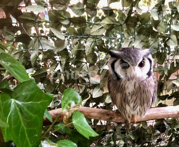 木に止まる梟 梟,動物,かわいいの写真素材