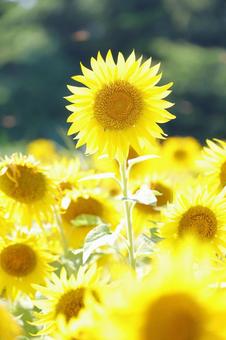 2025 Sunflower 12, JPG 2025 Sunflower 12, JPG