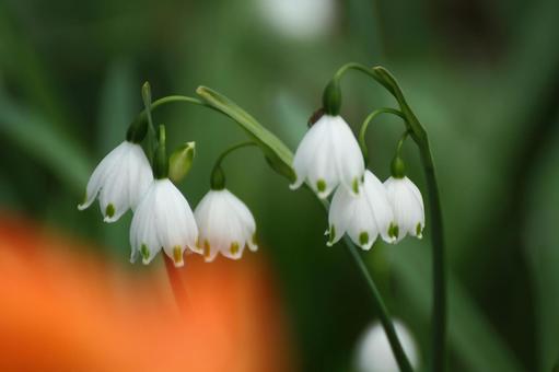 春天很快, JPG 春天很快, plant, flower, snow drop, JPG