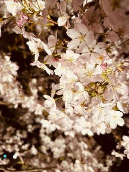 桜 桜の写真