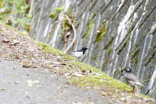 セグロセキレイの野鳥写真01 セグロセキレイの野鳥写真01の写真