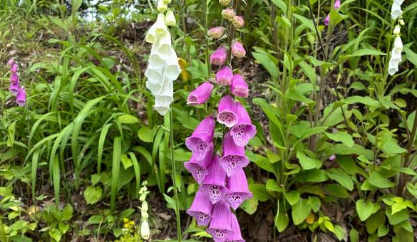 Photo, flower, purple, white, 