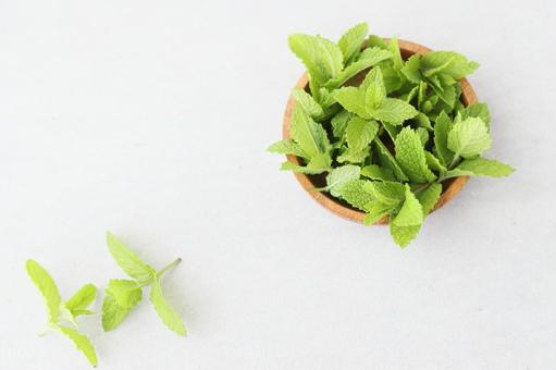 スペアミント ミント,スペアミント,ハーブの写真素材