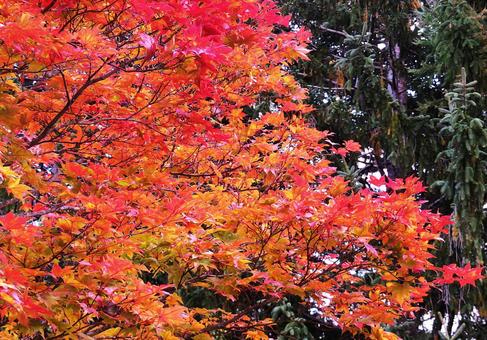鮮やかに色づいた紅葉 鮮やかに色づいた紅葉の写真