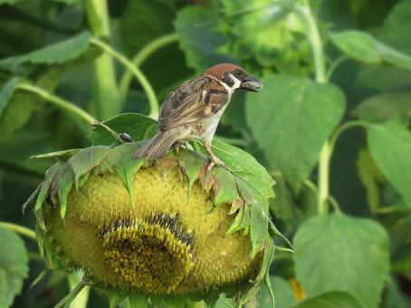 Sparrow eating sunflower seeds, JPG Sparrow eating sunflower seeds, JPG