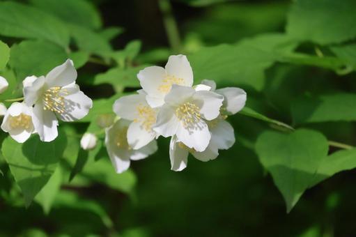 白い花と緑の葉のバイカウツギの木の枝 白い,花,緑の写真素材