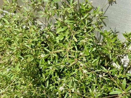 クルマバザクロソウの小さな白い花 クルマバザクロソウの小さな白い花 クルマバザクロソウ,雑草,草の写真素材