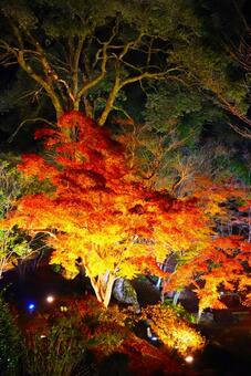 尾関山公園の紅葉ライトアップ 紅葉,もみじ,桜の写真素材