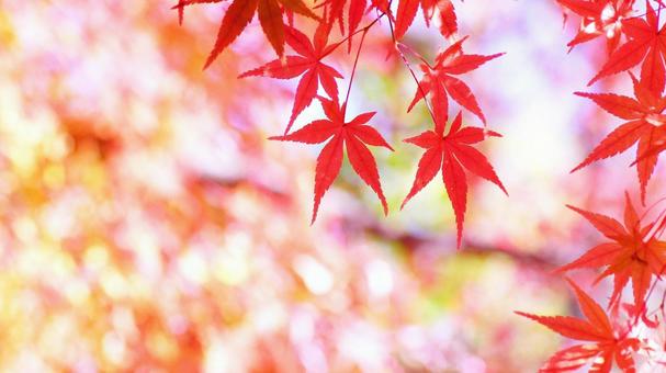 紅葉-1074の写真