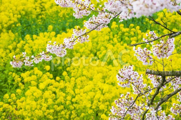 菜の花畑と桜の枝の春の背景 桜,アブラナ,四季の写真素材