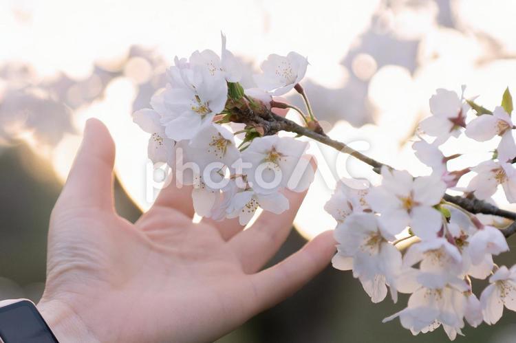 桜の花と手のひら 桜,手,自然の写真素材