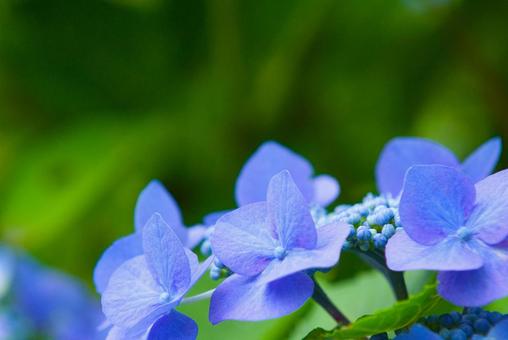 アジサイ４の写真