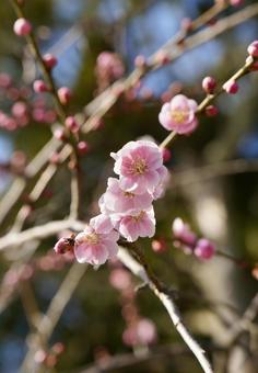 Plum blossoms herald the arrival of spring, JPG Plum blossoms herald the arrival of spring, JPG