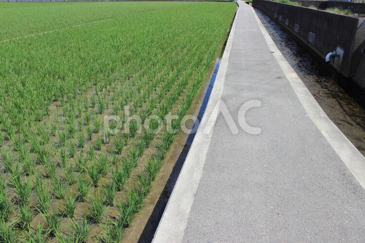 田んぼ　あぜ道　用水路　6月24日 田んぼ,6月,稲の写真素材