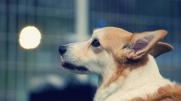 ウェルシュコーギーペンブローグ❶ ウェルシュコーギーペンブローグ❶ 犬,コーギー,ウェルシュコーギーの写真素材
