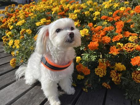 かわいいマルチーズ かわいいマルチーズ 犬,マルチーズ,花と犬の写真素材