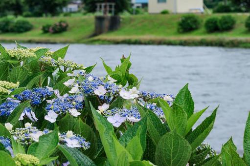 Hydrangea, JPG