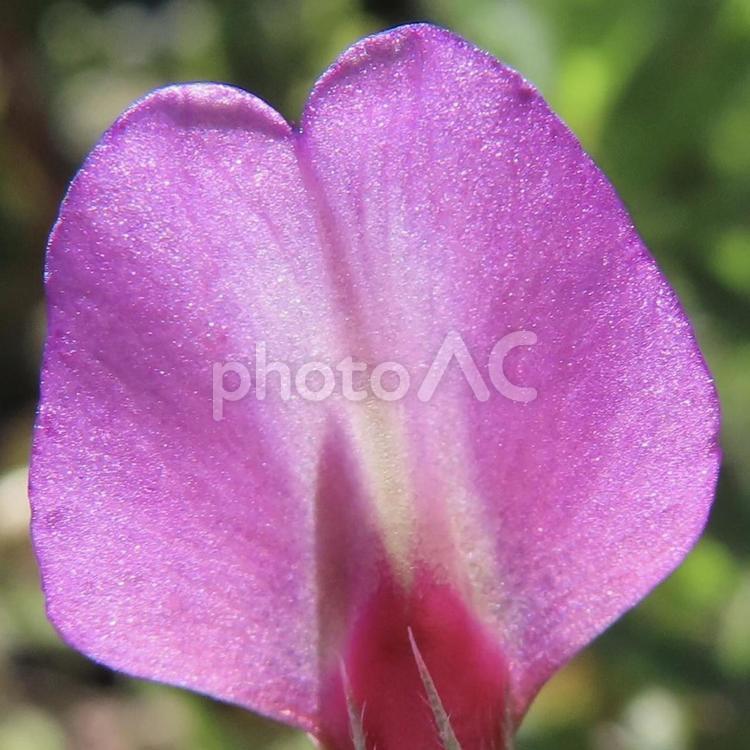 カラスノエンドウ（ヤハズエンドウ） カラスノエンドウ,ヤハズエンドウ,花の写真素材