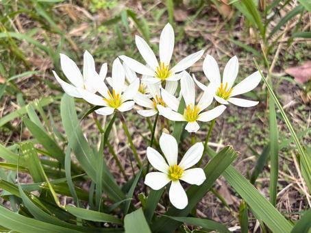 タマスダレの花 タマスダレ,花,植物の写真素材