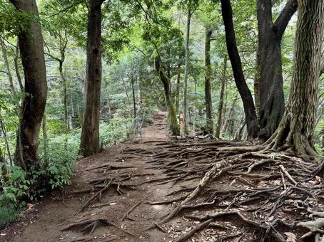 夏の高尾山　四号路　ハイキングコース 夏,高尾山,四号路の写真素材