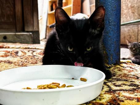 舌を出した子猫 舌を出した子猫 黒猫,子猫,ノラ猫の写真素材