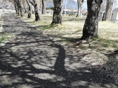 散る桜 散る桜の写真