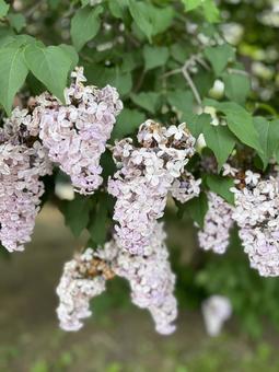 藤の花 北海道,藤の花,枯れかけてるの写真素材