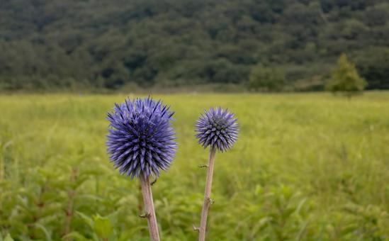 ひごたい ひごたいの写真