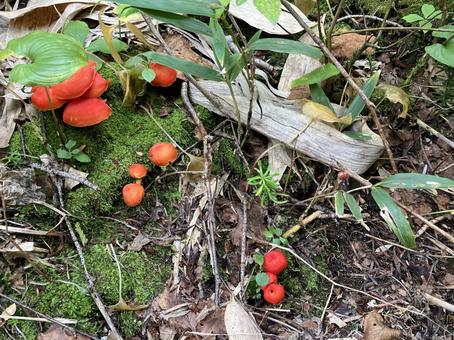 赤いキノコ 赤い,キノコ,野生の写真素材