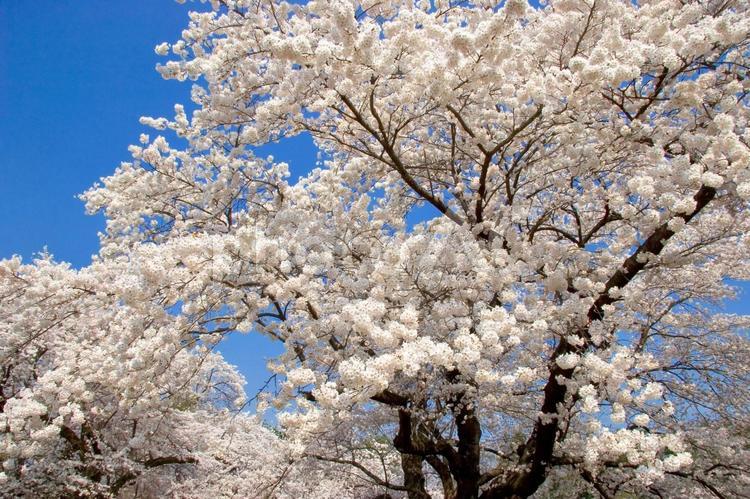 満開の桜と青空 桜,満開,青空の写真素材