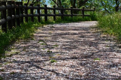 桜の花びらでいっぱいの道 サクラ,桜,花びらの写真素材