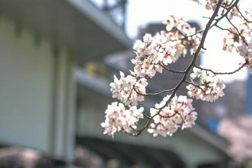 桜 桜の写真