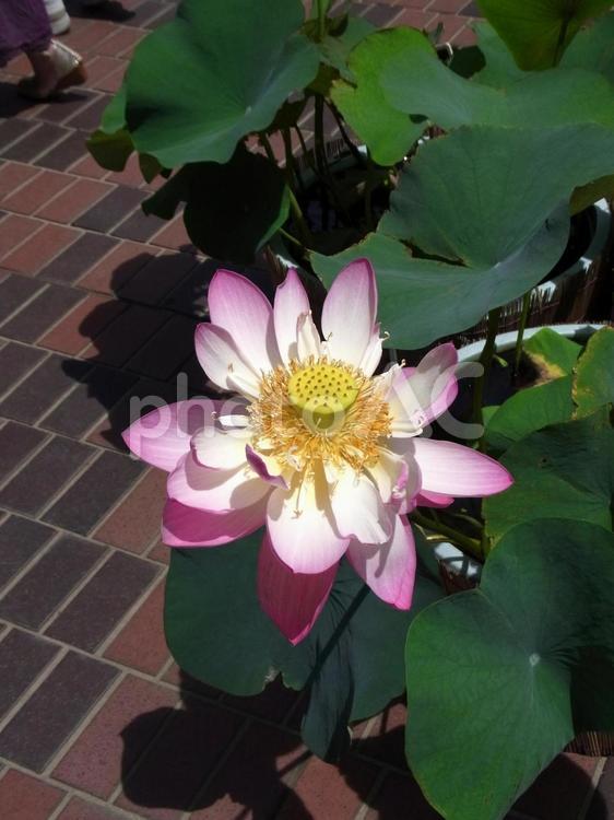 植物園の鉢植えで開花したハスの花 ハス,花,植物の写真素材