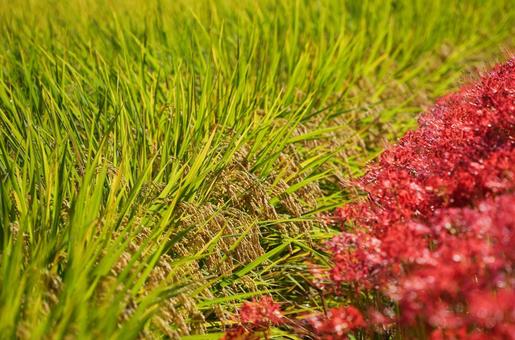 実った稲穂と赤い彼岸花 稲穂,米,田んぼの写真素材